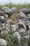 <img100*0:stuff/z/73640/scenery%2520reference/i1263268422_20.jpg>