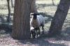 <img100*0:stuff/z/73640/sheep%2520reference/i1264960836_1.jpg>
