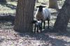 <img100*0:stuff/z/73640/sheep%2520reference/i1264960836_2.jpg>