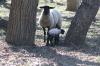 <img100*0:stuff/z/73640/sheep%2520reference/i1264960836_3.jpg>