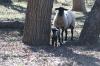 <img100*0:stuff/z/73640/sheep%2520reference/i1264960836_6.jpg>