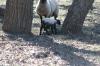 <img100*0:stuff/z/73640/sheep%2520reference/i1264960837_11.jpg>