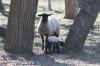 <img100*0:stuff/z/73640/sheep%2520reference/i1264960837_12.jpg>