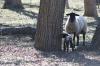 <img100*0:stuff/z/73640/sheep%2520reference/i1264960837_8.jpg>