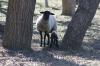 <img100*0:stuff/z/73640/sheep%2520reference/i1264960837_9.jpg>