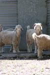 <img100*0:stuff/z/73640/sheep%2520reference/i1275528575_1.jpg>