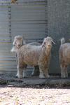 <img100*0:stuff/z/73640/sheep%2520reference/i1275528576_2.jpg>
