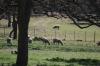 <img100*0:stuff/z/73640/sheep%2520reference/i1275528576_3.jpg>