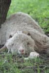 <img100*0:stuff/z/73640/sheeps/i1262486773_1.jpg>