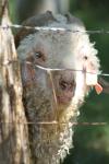 <img100*0:stuff/z/73640/sheeps/i1262486773_10.jpg>