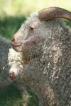 <img100*0:stuff/z/73640/sheeps/i1262486773_11.jpg>