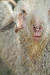 <img100*0:stuff/z/73640/sheeps/i1262486773_12.jpg>