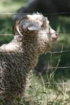 <img100*0:stuff/z/73640/sheeps/i1262486773_2.jpg>