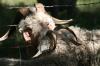 <img100*0:stuff/z/73640/sheeps/i1262486773_3.jpg>