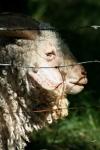 <img100*0:stuff/z/73640/sheeps/i1262486773_4.jpg>