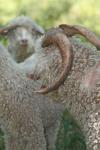 <img100*0:stuff/z/73640/sheeps/i1262486773_5.jpg>
