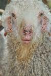 <img100*0:stuff/z/73640/sheeps/i1262486773_6.jpg>