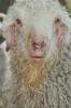 Sheeps