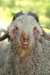 <img100*0:stuff/z/73640/sheeps/i1262486773_7.jpg>