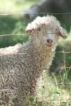 <img100*0:stuff/z/73640/sheeps/i1262486773_8.jpg>