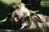 <img100*0:stuff/z/73640/sheeps/i1262486773_9.jpg>