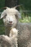 <img100*0:stuff/z/73640/sheeps/i1262486774_13.jpg>