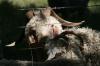 <img100*0:stuff/z/73640/sheeps/i1262486774_14.jpg>