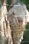 <img100*0:stuff/z/73640/sheeps/i1262486774_15.jpg>