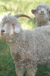 <img100*0:stuff/z/73640/sheeps/i1262486774_16.jpg>