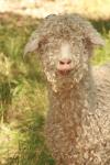 <img100*0:stuff/z/73640/sheeps/i1262486774_17.jpg>