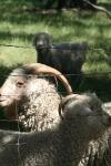 <img100*0:stuff/z/73640/sheeps/i1262486774_18.jpg>