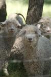 <img100*0:stuff/z/73640/sheeps/i1262486774_19.jpg>