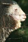 <img100*0:stuff/z/73640/sheeps/i1262486774_20.jpg>