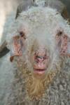<img100*0:stuff/z/73640/sheeps/i1262486774_21.jpg>