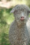 <img100*0:stuff/z/73640/sheeps/i1262486774_22.jpg>
