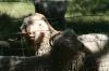 <img100*0:stuff/z/73640/sheeps/i1262486774_23.jpg>