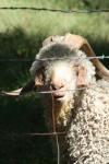 <img100*0:stuff/z/73640/sheeps/i1262486774_24.jpg>