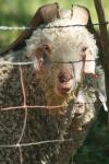 <img100*0:stuff/z/73640/sheeps/i1262486774_25.jpg>