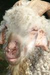 <img100*0:stuff/z/73640/sheeps/i1262486774_26.jpg>