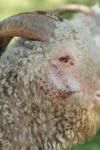 <img100*0:stuff/z/73640/sheeps/i1262486774_27.jpg>