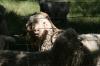 <img100*0:stuff/z/73640/sheeps/i1262486774_28.jpg>
