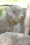 <img100*0:stuff/z/73640/sheeps/i1262486774_29.jpg>