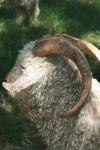 <img100*0:stuff/z/73640/sheeps/i1262486774_30.jpg>