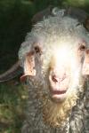 <img100*0:stuff/z/73640/sheeps/i1262486774_31.jpg>