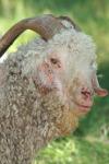 <img100*0:stuff/z/73640/sheeps/i1262486774_32.jpg>
