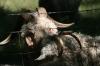 <img100*0:stuff/z/73640/sheeps/i1262486774_33.jpg>