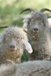 <img100*0:stuff/z/73640/sheeps/i1262486774_34.jpg>