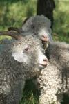 <img100*0:stuff/z/73640/sheeps/i1262486774_35.jpg>