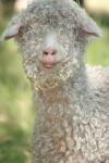 <img100*0:stuff/z/73640/sheeps/i1262486774_36.jpg>