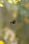 <img100*0:stuff/z/73640/spider%2520reference/i1264961046_1.jpg>